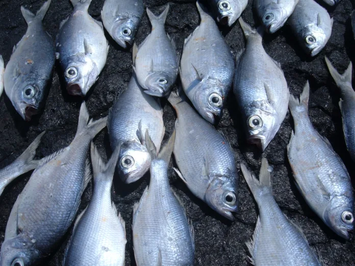 369988167_490fe08710_k