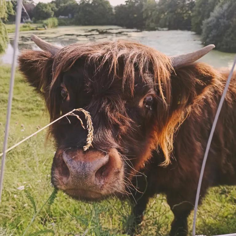 бык bull