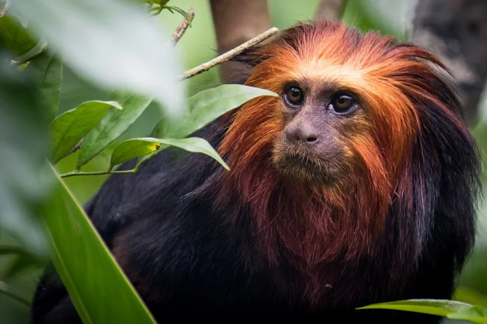 Golden-headed Lion Tamarin, River Safari, Singapore (27617881620).jpg