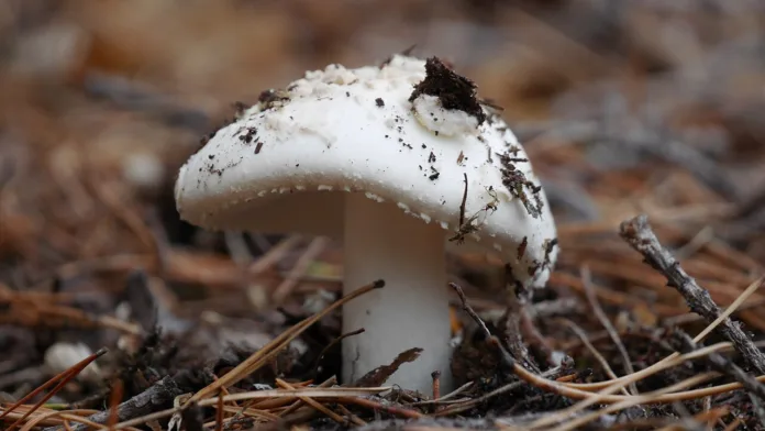 White mushroom 1.jpg