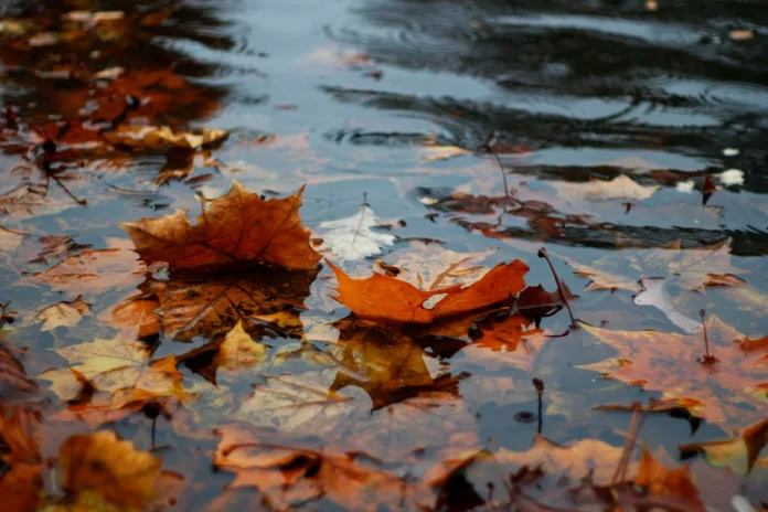 leaves in the water